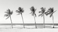 texture palm tree black white Royalty Free Stock Photo