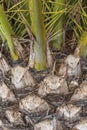 Texture of the palm. Upper trunk detail of palm tree background texture pattern. Bark of palm tree texture. Royalty Free Stock Photo