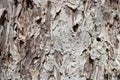 Texture of Paperbark tree Royalty Free Stock Photo