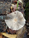 texture of Parasola plicatilis a small saprotrophic mushroom with a double hood growing by the roadside. Royalty Free Stock Photo