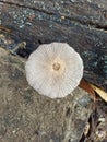 texture of Parasola plicatilis a small saprotrophic mushroom with a double hood growing by the roadside. Royalty Free Stock Photo