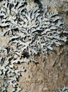 texture of  Parmelia lichen on a bark of tree Royalty Free Stock Photo