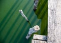 Texture part of an old beams and wooden pier against the background of green water. Old wooden logs in the lake. Flat lay, top