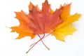 Texture, pattern, background. autumn maple leaf on a white back Royalty Free Stock Photo