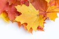 Texture, pattern, background. autumn maple leaf on a white back Royalty Free Stock Photo
