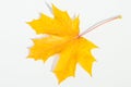 Texture, pattern, background. autumn maple leaf on a white back Royalty Free Stock Photo