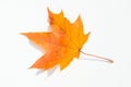 Texture, pattern, background. autumn maple leaf on a white back Royalty Free Stock Photo