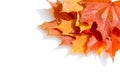 Texture, pattern, background. autumn maple leaf on a white back Royalty Free Stock Photo