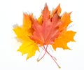 Texture, pattern, background. autumn maple leaf on a white back Royalty Free Stock Photo