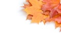 Texture, pattern, background. autumn maple leaf on a white back Royalty Free Stock Photo