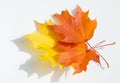 Texture, pattern, background. autumn maple leaf on a white back Royalty Free Stock Photo
