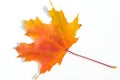 Texture, pattern, background. autumn maple leaf on a white back Royalty Free Stock Photo