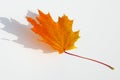 Texture, pattern, background. autumn maple leaf on a white back Royalty Free Stock Photo