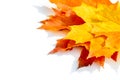 Texture, pattern, background. autumn maple leaf on a white back Royalty Free Stock Photo