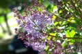 Texture, pattern, background. Lilac flowers. of a pale pinkish-violet color. Large garden shrub with purple or white fragrant flo