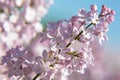 Lilacs in the Garden