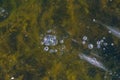 river ice, air bubbles stagnant. drawing on ice frost formed. Severe cold frozen water. a Royalty Free Stock Photo