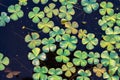 Texture or pattern of clover leaves in the water
