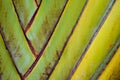 texture pattern detail banana fan background.palm leaf background in nature weave pattern Royalty Free Stock Photo