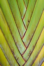 Texture pattern detail banana fan background.palm leaf background in nature weave pattern Royalty Free Stock Photo