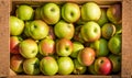 Texture pattern of fresh organic apples in wooden crate. Royalty Free Stock Photo