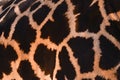 texture and pattern of the fur of a giraffe, close up Royalty Free Stock Photo