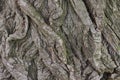 Texture from a pattern of gray oak tree bark Royalty Free Stock Photo