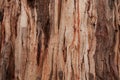 Texture and pattern of a large eucalyptus tree