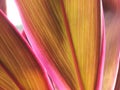 Texture and pattern of leaves. Beautiful color of Ti plant or Cordyline fruticosa leaves Royalty Free Stock Photo