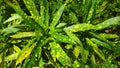 The texture pattern on the leaves of ornamental plants that are bright and beautiful, used as a background.