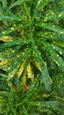 The texture pattern on the leaves of ornamental plants that are bright and beautiful, used as a background.