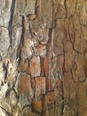 texture and pattern of a mahogany tree trunk Royalty Free Stock Photo