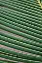 Texture and pattern of palm leaves. sheet coconut palms Macro shot Royalty Free Stock Photo