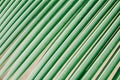 Texture and pattern of palm leaves. sheet coconut palms Macro shot Royalty Free Stock Photo
