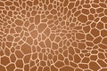Texture pattern pattern texture giraffe animal spot