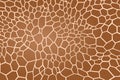 Texture pattern pattern texture giraffe animal spot Royalty Free Stock Photo