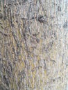 texture, pattern, tree trunk veins in a housing Royalty Free Stock Photo