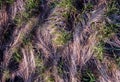 Texture of the patterns of young green grass and dry grass