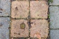 Texture paving stones with grass. Top view