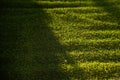 Perfect artificial grass in contrasting light, soft focus Royalty Free Stock Photo