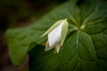 Texture on the Petal of a White Trillium Bloom Royalty Free Stock Photo