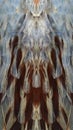 Texture pheasant feather. Pheasant wing.