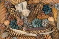 Texture photo of dried lichen, branch, bark, pine cones with nat Royalty Free Stock Photo