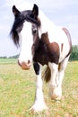 Texture photo of a Gypsy Vanner Horse Royalty Free Stock Photo