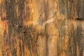 Texture photo of petrified ancient wood changing into stone by n Royalty Free Stock Photo