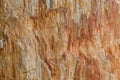 Texture photo of petrified ancient wood changing into stone by n Royalty Free Stock Photo