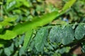 Texture and photos of green leaves in a tropical climate