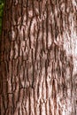 Texture piece of brown tree bark