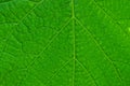 texture from a piece of a large leaf Royalty Free Stock Photo