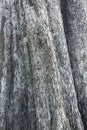 Texture of pine bark. Background of tree bark. Seamless tree bark, Endless wooden background